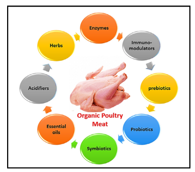 رایج ترین جایگزین های طبیعی برای تولید گوشت مرغ ارگانیک