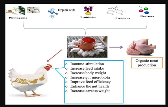عملکرد یک افزودنی خوراک جایگزین در جیره جوجه های گوشتی