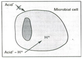 نفوذ اسید به غشای سلولی میکروبی