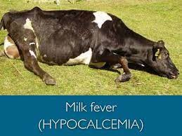 milk fever (HYPOCALCEMIA)
